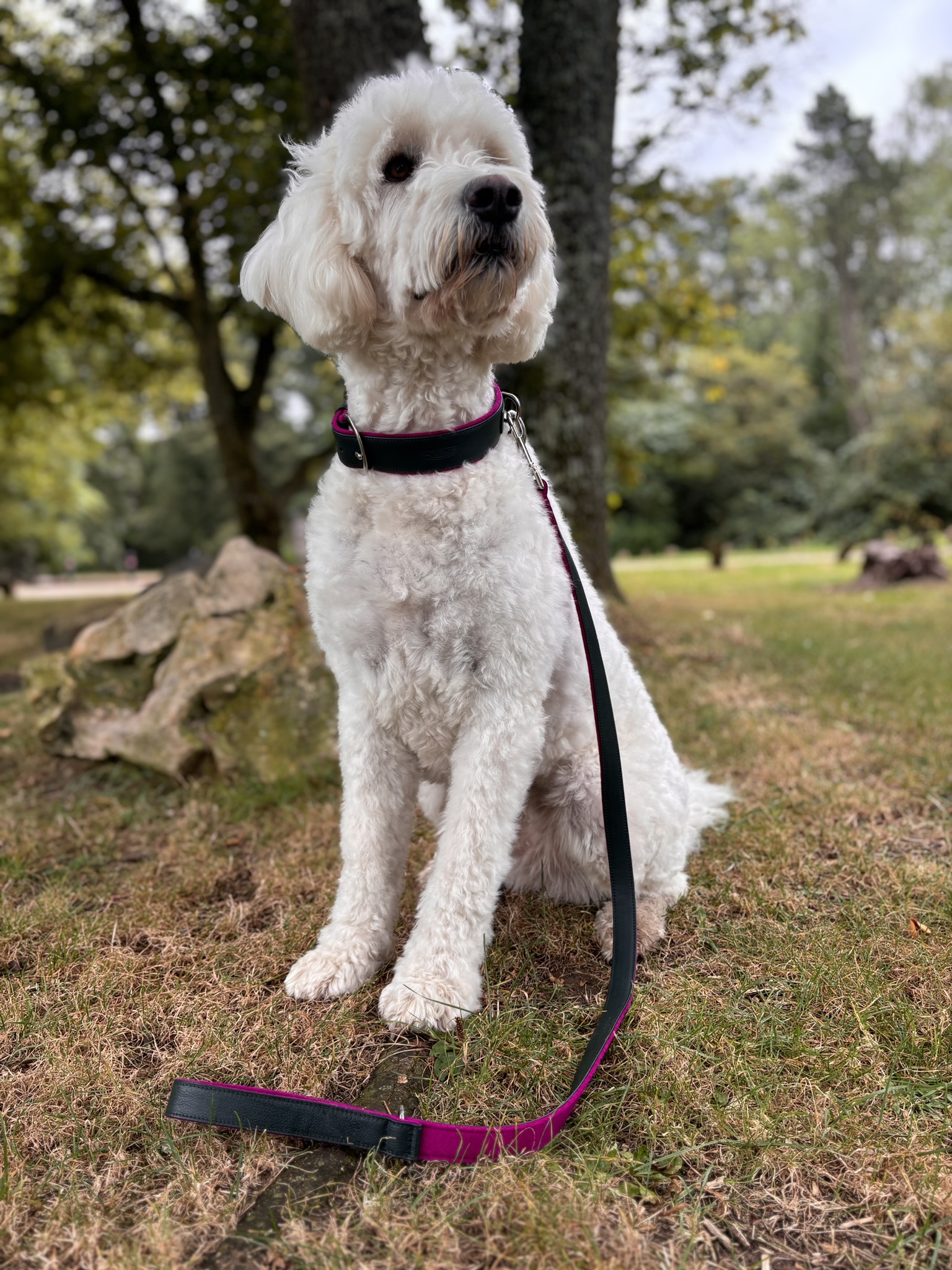 Hundeleine Pfingstrose